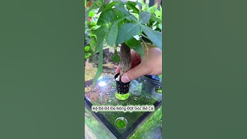 Kệ đặt góc bể cá đa năng có lỗ nhỏ giúp trồng cây thuỷ canh làm sạch nước #aquatic #shorts