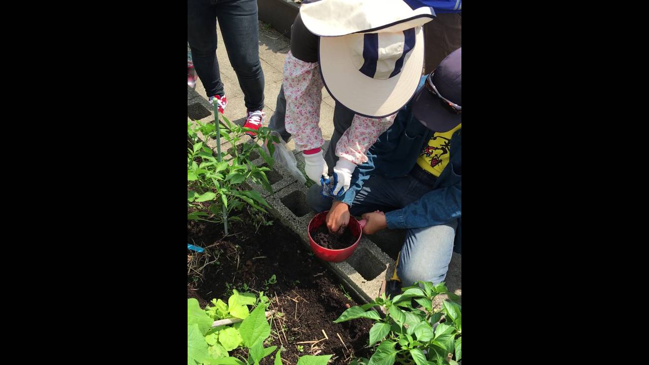 屋頂菜園 空心菜種植混土法 Youtube 屋頂菜園 空心菜種植混土法 Youtube