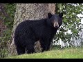 Fish &amp; Game Commission Rejects HSUS Bear Petition