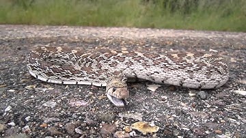 Grumpy Gopher Snake Goin
