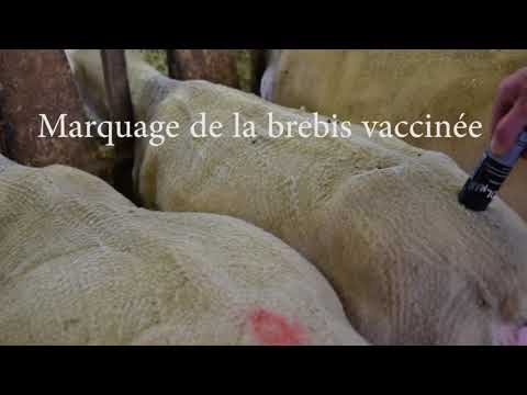 Vaccination Brebis Vidéo Pédagogique et non commerciale