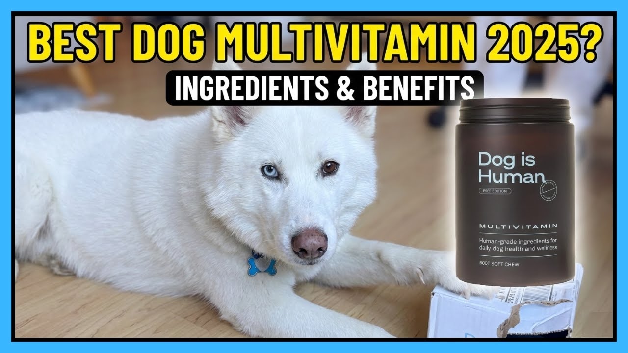 Sitemapcdatahttpsomobeldreferenzcominteresting Dog Is Human Reviews Complaints Photos