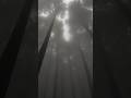 Trending | Nature beauty | #ytshorts #youtubeshorts  #trending #shorts