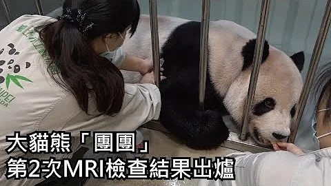 大猫熊“团团”第2次MRI检查结果出炉 - 天天要闻