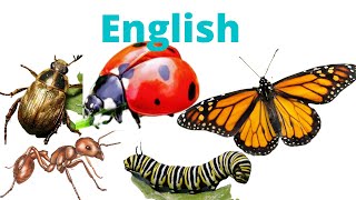 English Words with Pictures (Insects)