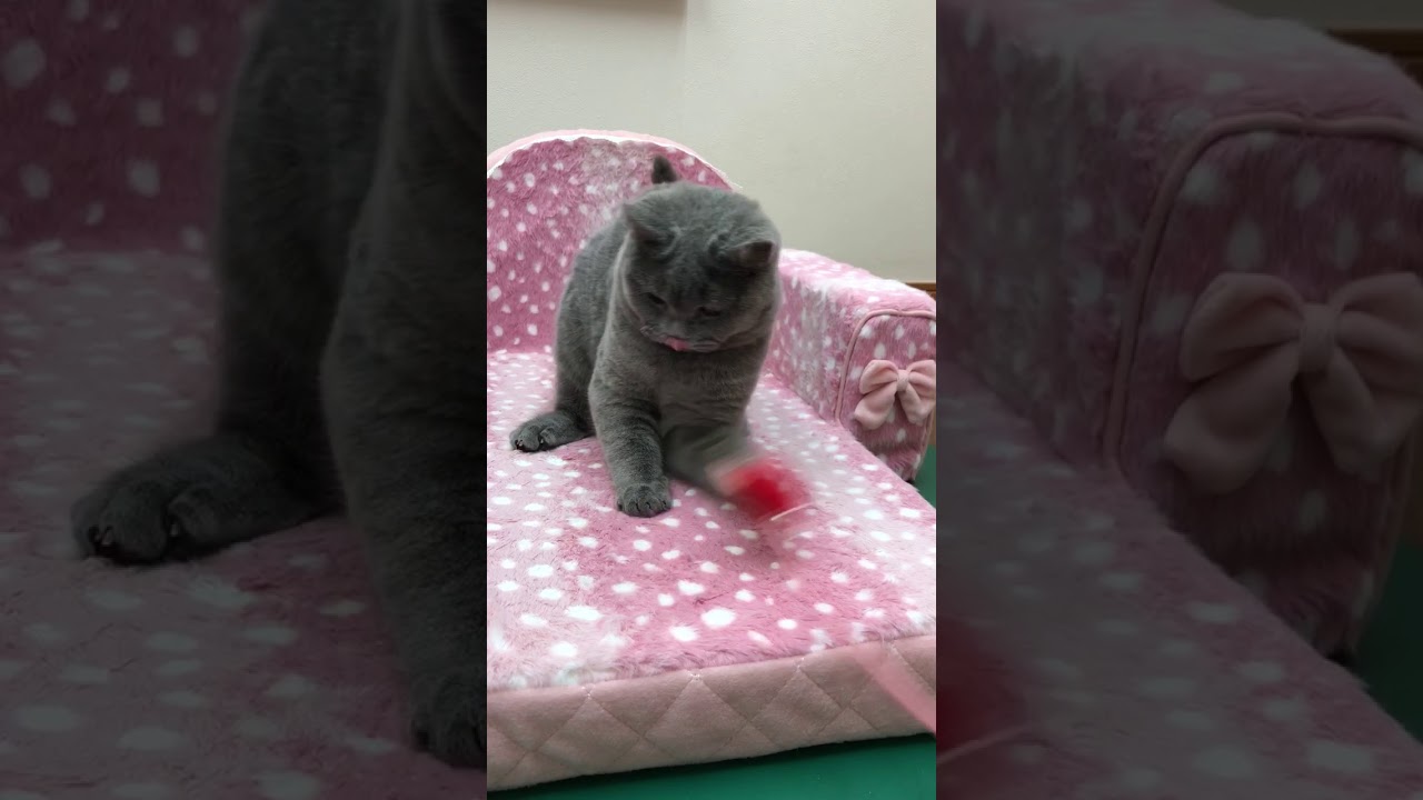 ブリティッシュショートヘア 大阪府 女の子 17年8月31日 ブルー しっかり育ってますが まだまだ赤ちゃんです みんなの子猫ブリーダー 子猫 Id 1802