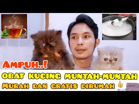 OBAT KUCING MUNTAH MURAH DAN GRATIS DIRUMAH