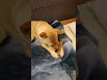 鹿の角 犬 おやつ をあげてみると・・・