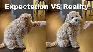 Owning A Dog | Expectations vs Reality