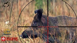 WILD BOAR SHOOTING SEASON IN SOLOGNE - DexterProd@