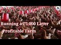 Running a 75,000 layers Profitable  Farm