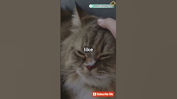 Why Do Cats Purr? 🐱 The Secret Behind the Purr!#facts #science #biology #cat #meow #catpurring