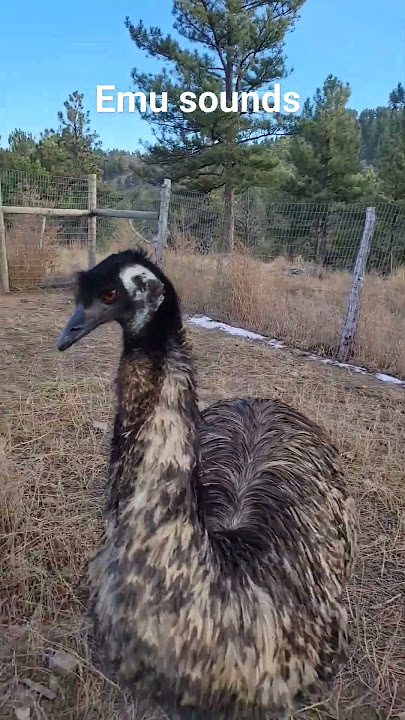 What does an emu sound like? #farmlife #emu