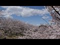 桜2020タイムラプス　Japanese Cherry Blossom 2020 Time Lapse