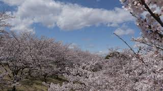 桜2020タイムラプス　Japanese Cherry Blossom 2020 Time Lapse