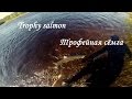 Трофейная сёмга - тест блесен/ Trophy salmon - spoon lures testing.