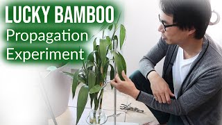 Lucky Bamboo Propagation Experiment | House Plant Journal