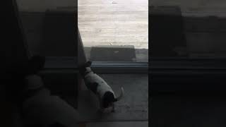 Hilarious Jack Russell Dog Reacts to Moving Leaves on Deck