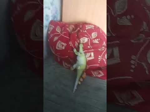 барбоскины сказали спокойной