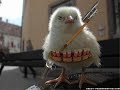 Mr. Nugget the chicken / harvest moon tale of two towns