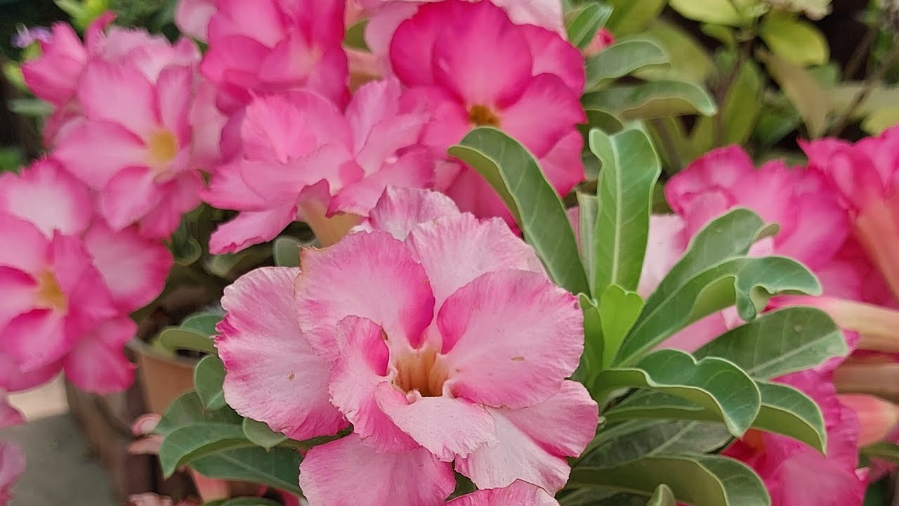 Adenium Seeds Harvesting | How to collect adenium seeds from plants ...