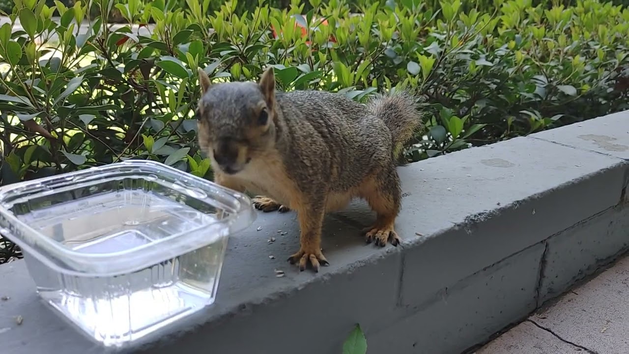 Thirsty Squirrel Drinking Water 