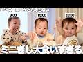 最近爆食してるミニぎしの1日の食事に密着してみたら食欲が凄すぎた