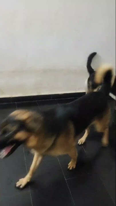 Bholu German shepherd dog #shorts #dog