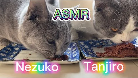Watch the video about ASMR CAT#Eating#asmr cat eating#british short hair#tanjiro#nezuko#asmr#cute cats#