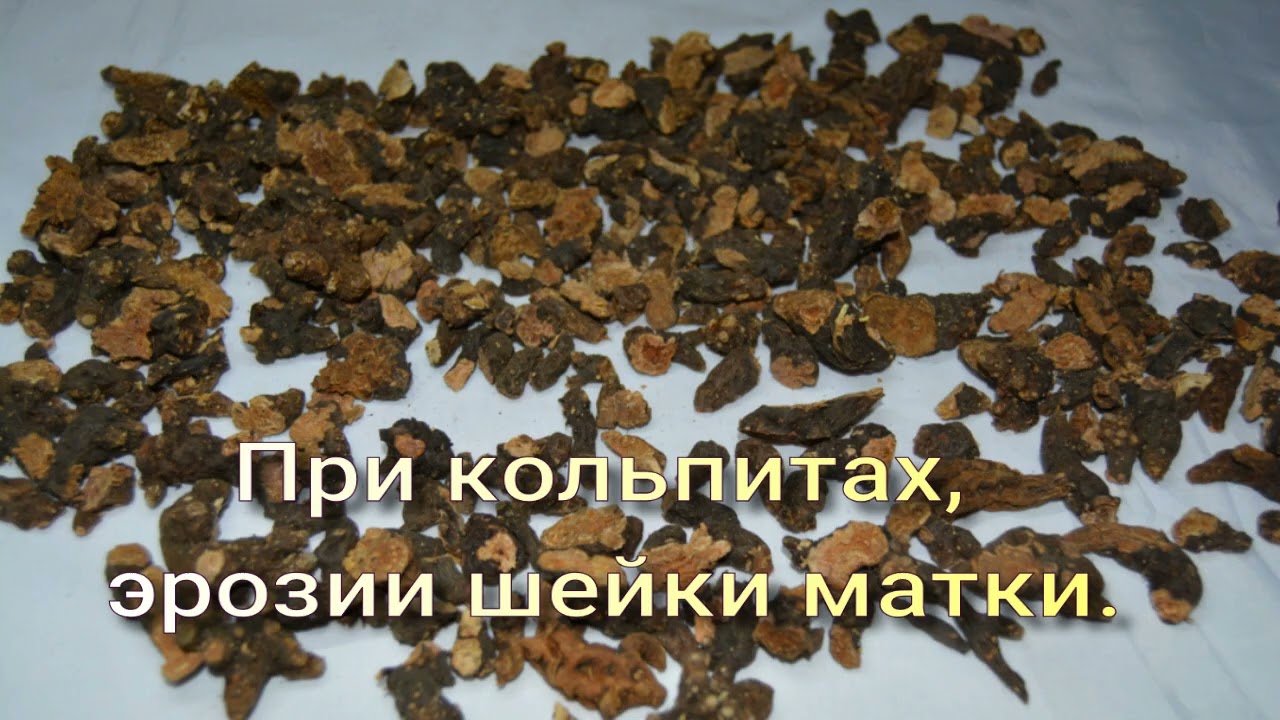Калган, лапчатка прямостоячая.