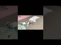 元気すぎる子猫と、やる気が無い猫#shorts #猫 cat