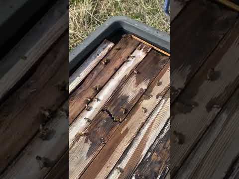 Video: Ինչպե՞ս ազատվել մեղուների բույնից իմ տանը: