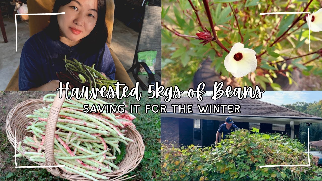 Harvested 5kgs of Beans & Saving it for the Winter: Counting God’s Blessings 🤍