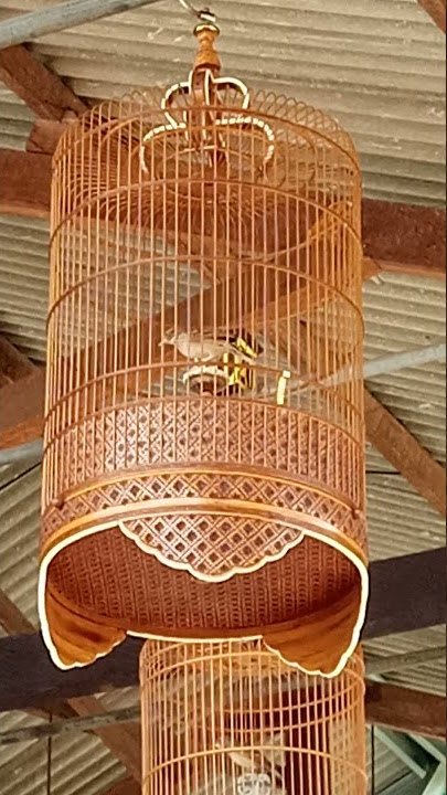 BRANJANGAN FULL TEMBAKAN KENARI #SHORT