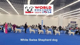 WDS 2024 White Swiss Shepherd Dogs