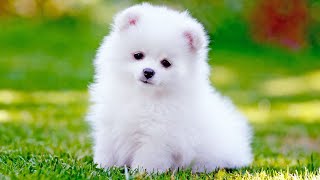 TOP 10 most cutest dog breeds in the world... by TOP 10 416 views 1 month ago 55 seconds