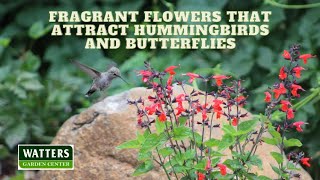 Fragrant Flowers that Attract Hummingbirds and Butterflies