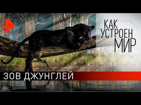 Зов джунглей. «Как устроен мир" с Тимофеем Баженовым (11.03.20).