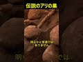 数千年をかけて作られたヤバすぎるアリの巣