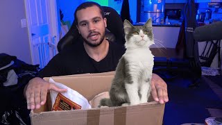 How I Feed My Cat a Vegan Diet How I Feed My Cat a Vegan Diet