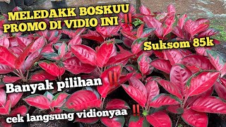 Download Lagu Obral murah bosku di vidio ini saja ‼️ 100k dapat 6 ADA