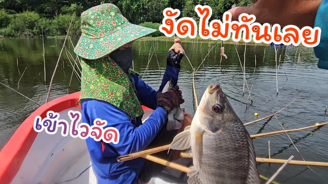 #ตกปลาคันไม้ไผ่  งัดกันมันเลยจุดนี้ เข้าไวมาก งัดแล้วงัดอีก