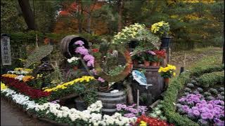 Hana wa Saku on Alto Saxophone by Steve Lacatena