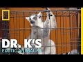 A Little Bit of Lemur Love | Dr. K's Exotic Animal ER