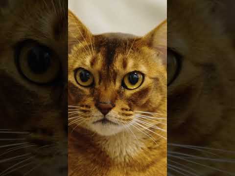 Ocicat Cats 101: Amazing Cat Facts In 60 Seconds 🐱🕒
