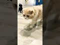 #ねこ #ねこのいる生活 猫の一コマ