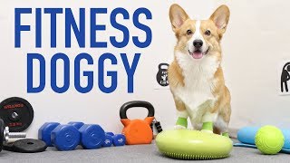 GYM TIME! - Topi the Corgi