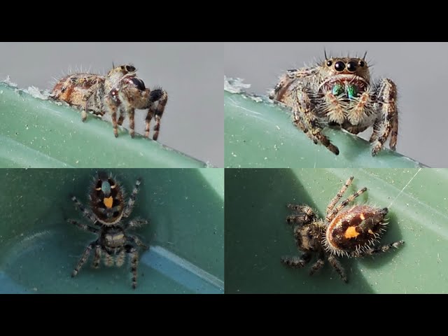 The BEST Enclosures for Jumping Spiders? 