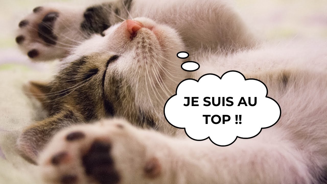COMMENT RENDRE UN CHAT HEUREUX