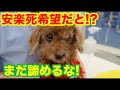 安楽死希望だと!?まだ諦めるのは早い！